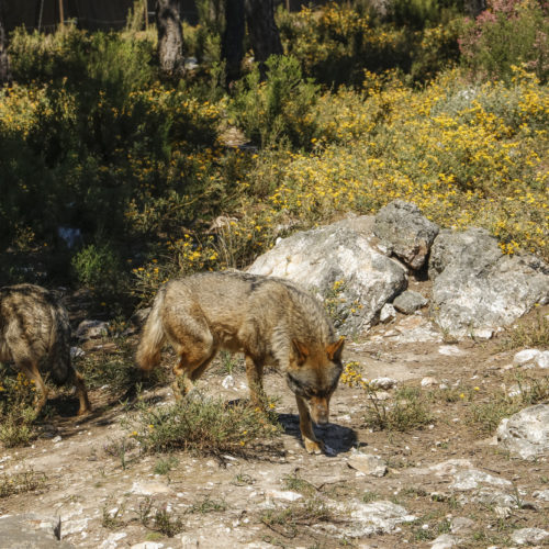 Lobos en el Centro del Lobo Ibérico de Zamora